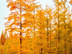 -白鹭湾湿地公园