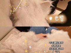 -猫腻·猫咖·撸猫馆(星光大道店)