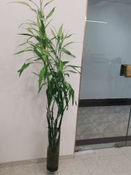 -苗方清颜·祛痘皮肤管理