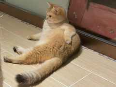 -momokira米努特·德文卷毛猫·棉花面纱犬