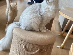 -猫腻·猫咖·撸猫馆(星光大道店)