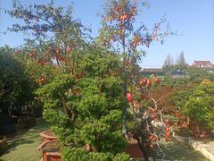 -龙大花卉苗木市场