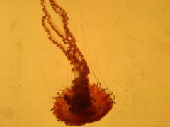 -沈阳海洋探索中心