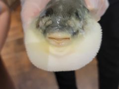 -肆月河豚·新淮扬(金融街店)