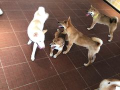 -柴犬高等学院·狗咖·柴犬售卖·宠物训练