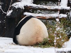 -红山森林动物园