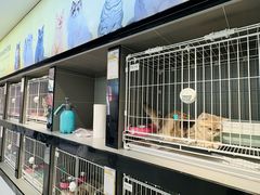 -翊宠yipet猫狗购宠庄园犬舍•猫舍