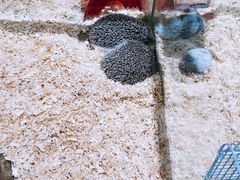-悠尼宠物·独立低压伊珊娜洗护·美容·寄养(兰谷路店)