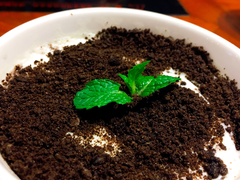 -院落创意菜