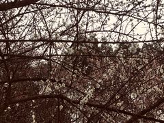 -南山植物园