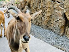-北京野生动物园