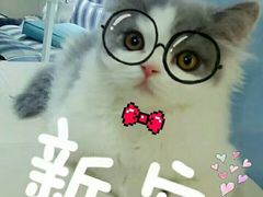 -喵的天空名猫咖啡馆·撸猫·猫舍·用品