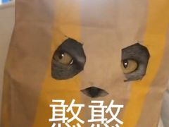 -乐派堂宠物医院·猫友好· 心脏科(东街店)