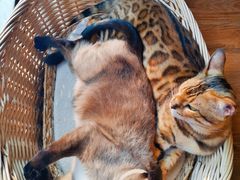 -猫友咖啡店(玉林西路店)
