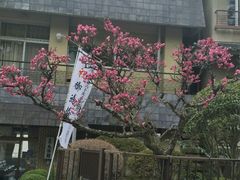-料亭菊水楼
