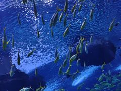 -上海海昌海洋公园