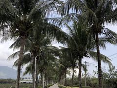 -亚龙湾国际玫瑰谷