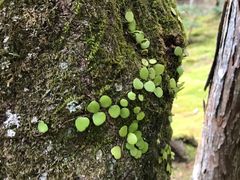 -西芳寺(苔寺)