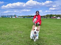 -翊宠yipet猫狗购宠庄园犬舍•猫舍