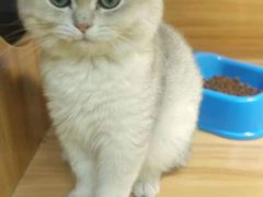 -猫十亿·布偶金渐层·曼基康矮脚猫舍(青年路店)