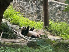 -都江堰中华大熊猫苑