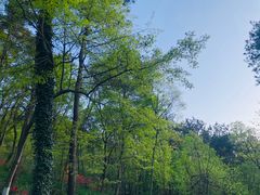 -南京老山国家森林公园