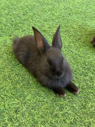 -萌宠亲子动物乐园(槐房万达店)