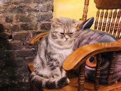 -猫色咖啡·猫咖
