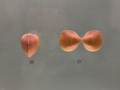 -青岛贝壳博物馆