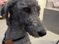 -伟伟宠物医院·CT影像中心·瑞派犬猫综合性门诊(汉口总院)