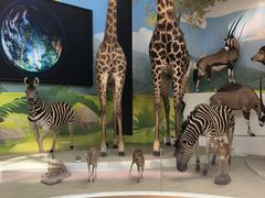 -陕西自然博物馆