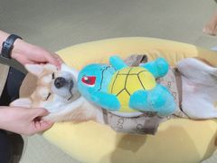 -逗柴咖啡屋·狗咖猫咖宠物桌游