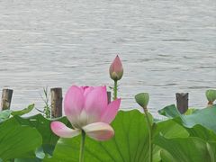 -济南大明湖景区