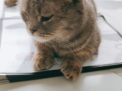 -喵园·猫主题咖啡厅·撸猫·猫咖(国贸店)