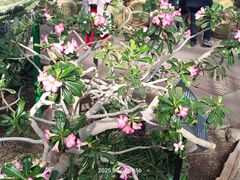 -国家植物园南园