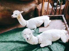 -杭州开元森泊度假乐园