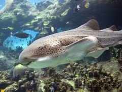 -亚龙湾海底世界