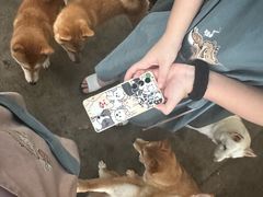 -柴犬高等学院·狗咖·柴犬售卖·宠物训练