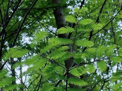 -桤木河湿地公园