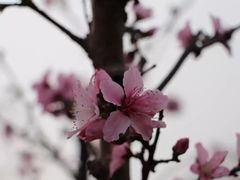-田园东方蜜桃村的田野营地