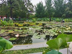-莲花池公园