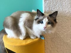 -猫在这儿猫咪咖啡馆·撸猫馆