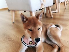 -柴犬小屋·柴餐厅·狗咖食堂(金鼎广场店)