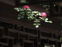 -芥子园