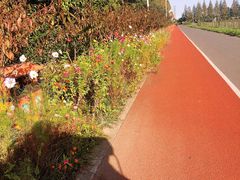 -上海长兴岛郊野公园