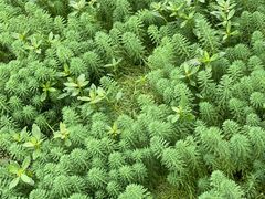 -桤木河湿地公园