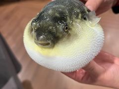 -肆月河豚·新淮扬(金融街店)