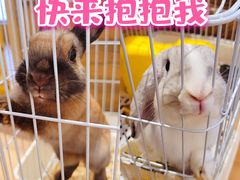 -猫猫幼稚园·撸猫·桌游·电玩