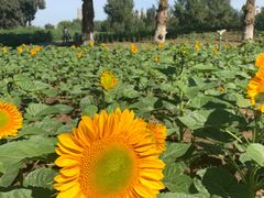 -长白岛森林公园