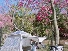 -风云岭森林公园